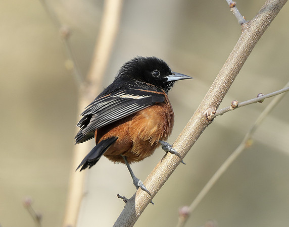 Orchard Oriole Icterus spurius
