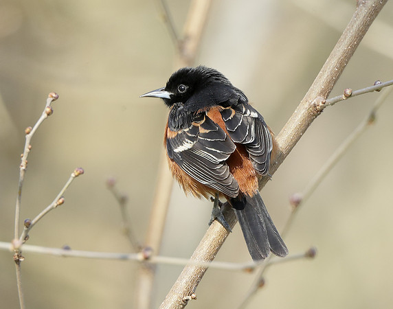 Orchard Oriole Icterus spurius