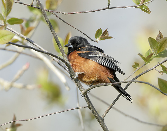 Orchard Oriole Icterus spurius