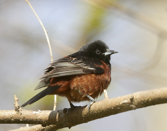 Orchard Oriole Icterus spurius
