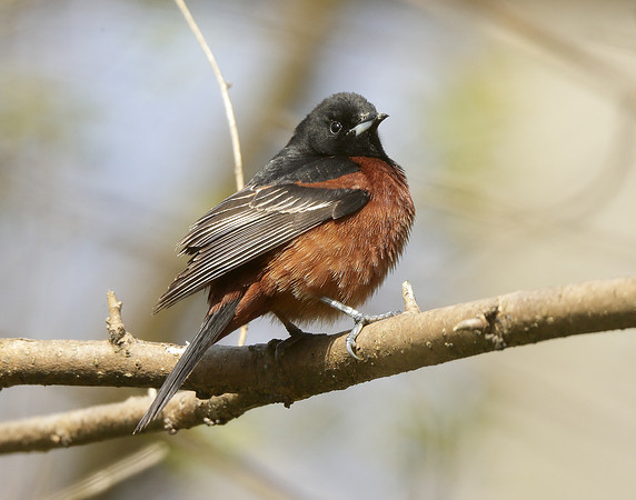 Orchard Oriole Icterus spurius
