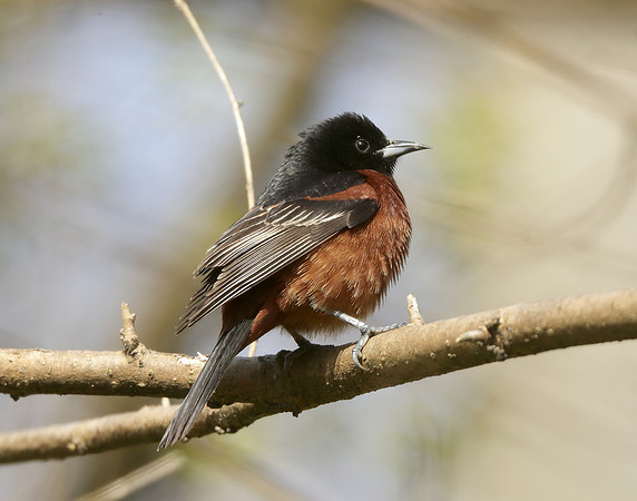 Orchard Oriole Icterus spurius