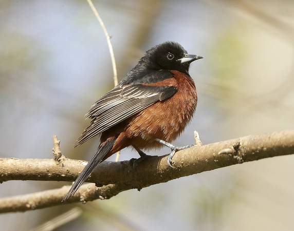 Orchard Oriole Icterus spurius