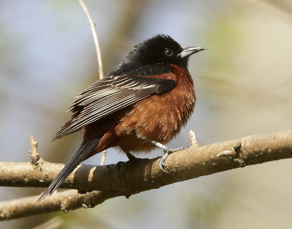 Orchard Oriole Icterus spurius