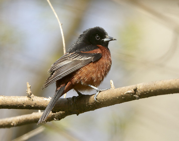 Orchard Oriole Icterus spurius