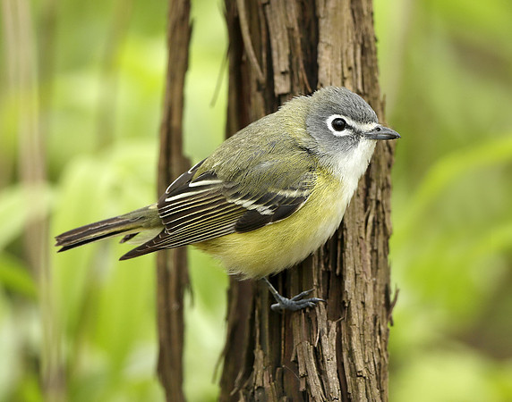 Blue-headed Vireo Vireo solitarius