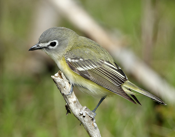 Blue-headed Vireo Vireo solitarius