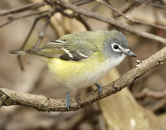 Blue-headed Vireo Vireo solitarius