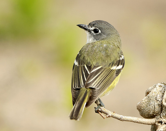 Blue-headed Vireo Vireo solitarius