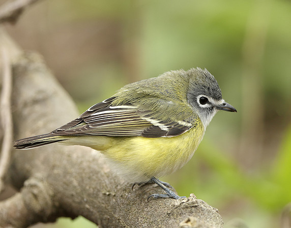Blue-headed Vireo Vireo solitarius