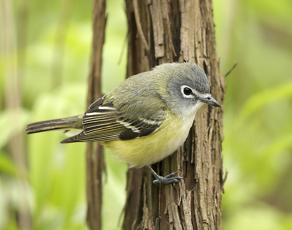 Blue-headed Vireo Vireo solitarius