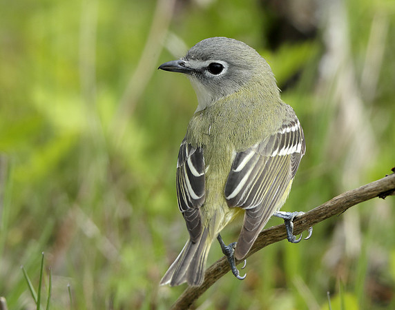 Blue-headed Vireo Vireo solitarius