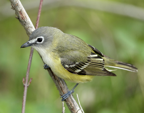 Blue-headed Vireo Vireo solitarius