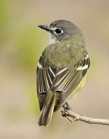 Blue-headed Vireo Vireo solitarius
