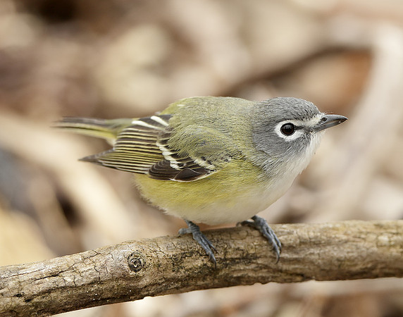 Blue-headed Vireo Vireo solitarius