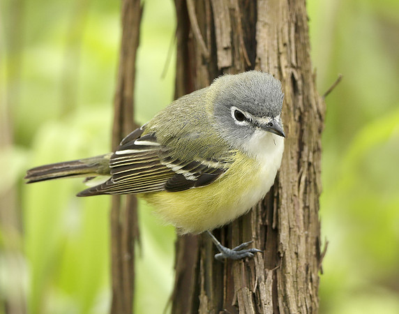 Blue-headed Vireo Vireo solitarius