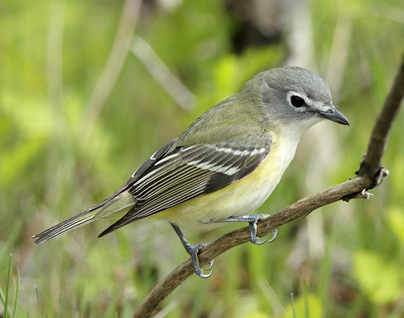 Blue-headed Vireo Vireo solitarius