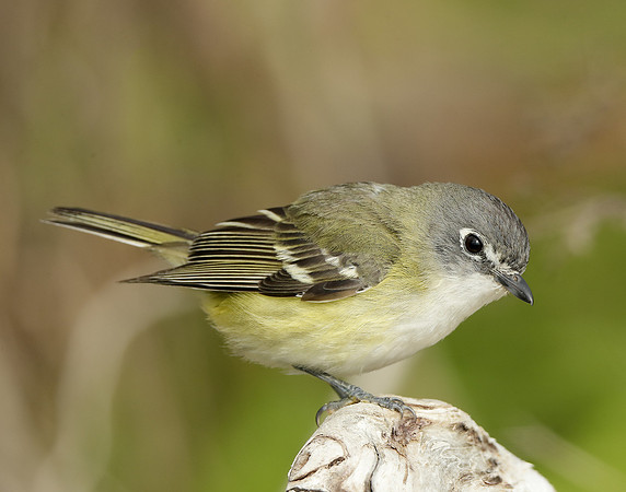 Blue-headed Vireo Vireo solitarius