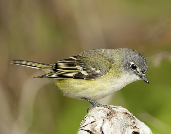 Blue-headed Vireo Vireo solitarius