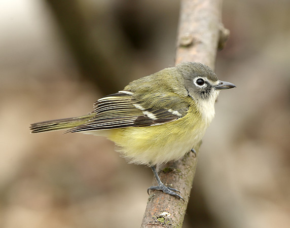 Blue-headed Vireo Vireo solitarius