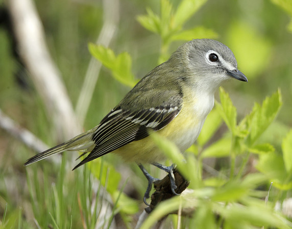 Blue-headed Vireo Vireo solitarius