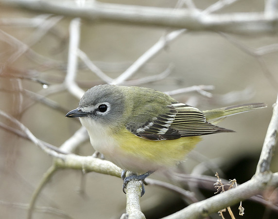 Blue-headed Vireo Vireo solitarius