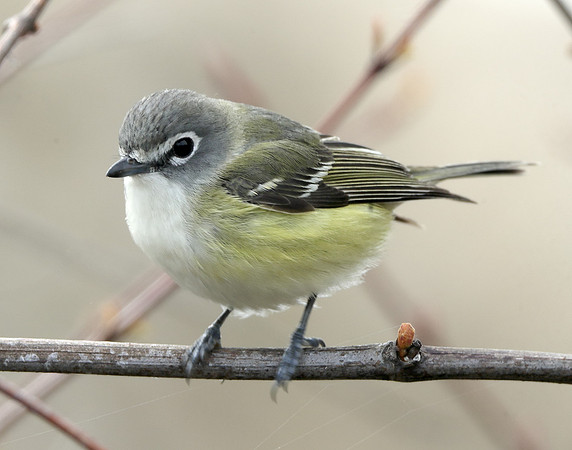 Blue-headed Vireo Vireo solitarius