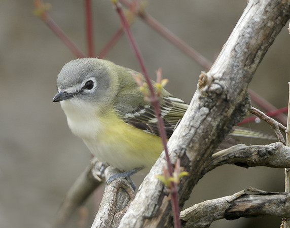 Blue-headed Vireo Vireo solitarius