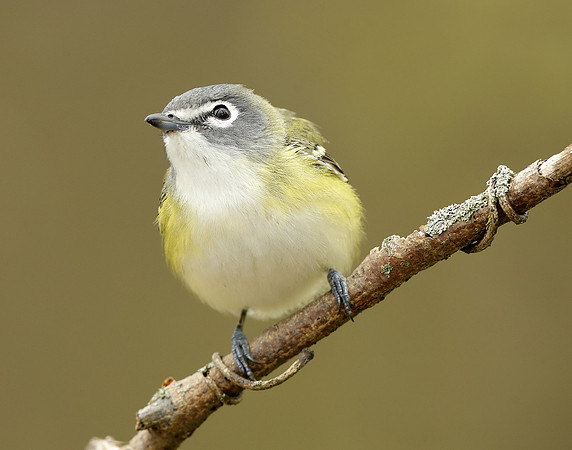 Blue-headed Vireo Vireo solitarius