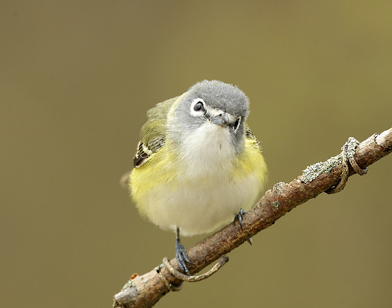Blue-headed Vireo Vireo solitarius