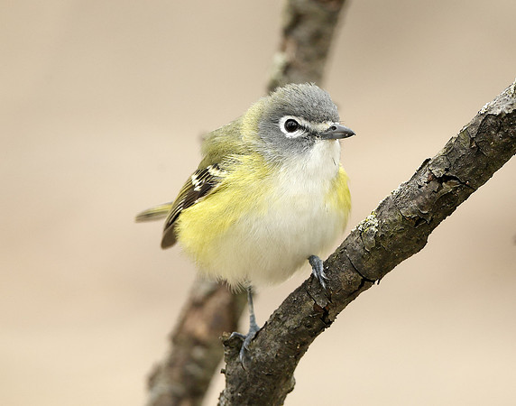 Blue-headed Vireo Vireo solitarius