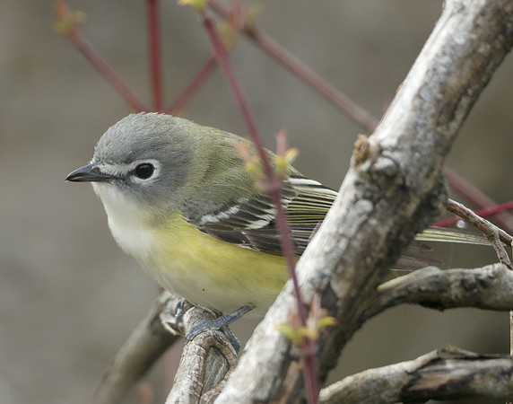 Blue-headed Vireo Vireo solitarius