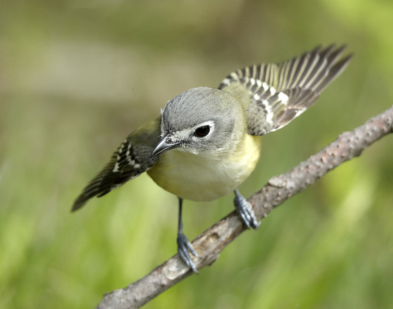 Blue-headed Vireo Vireo solitarius