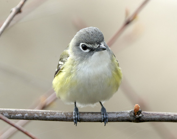 Blue-headed Vireo Vireo solitarius
