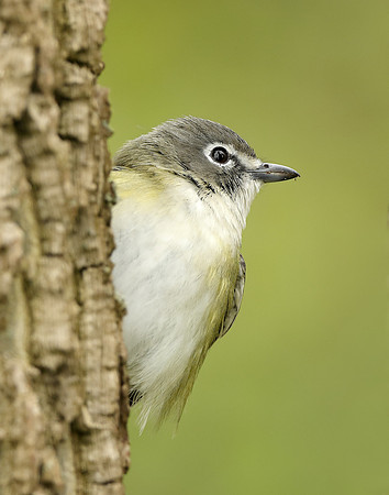 Blue-headed Vireo Vireo solitarius
