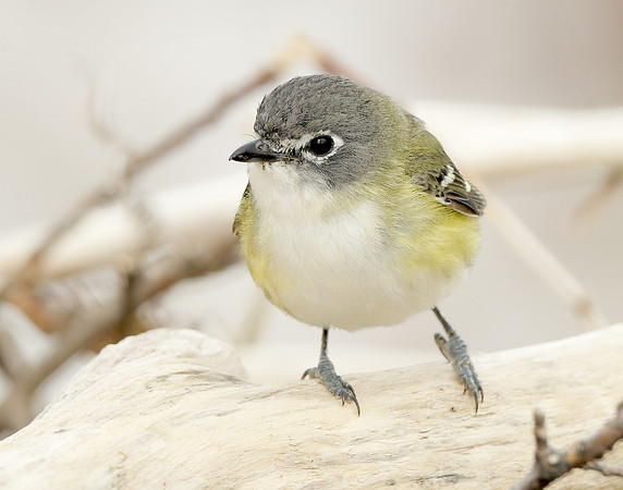 Blue-headed Vireo Vireo solitarius