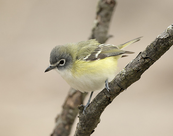 Blue-headed Vireo Vireo solitarius