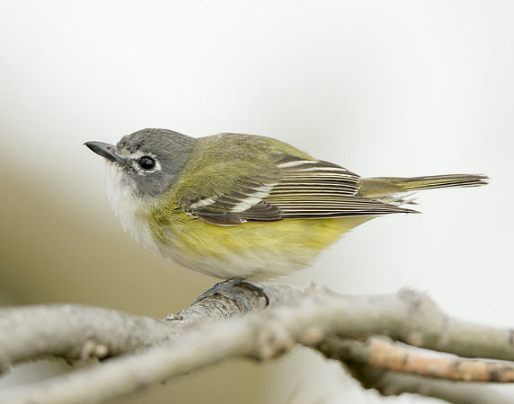 Blue-headed Vireo Vireo solitarius
