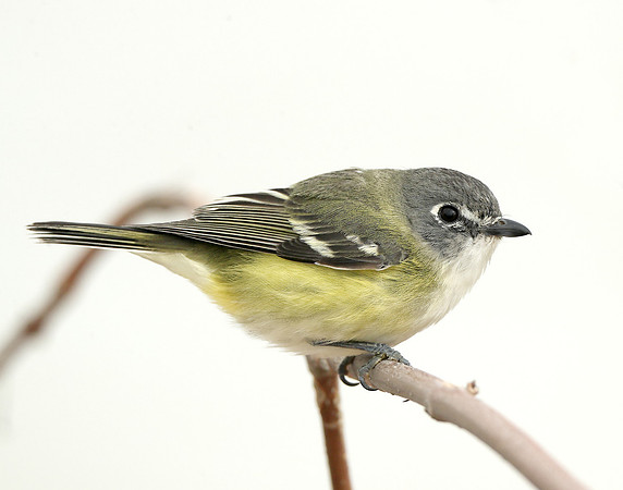 Blue-headed Vireo Vireo solitarius