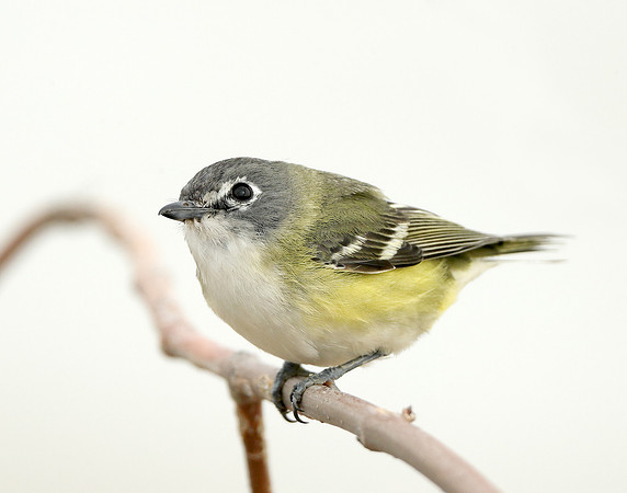 Blue-headed Vireo Vireo solitarius