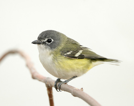 Blue-headed Vireo Vireo solitarius