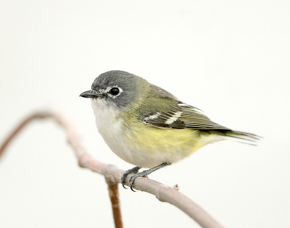 Blue-headed Vireo Vireo solitarius
