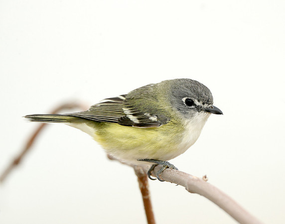 Blue-headed Vireo Vireo solitarius