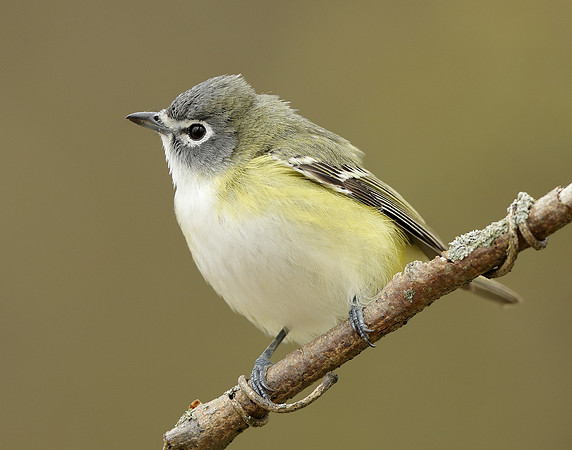 Blue-headed Vireo Vireo solitarius