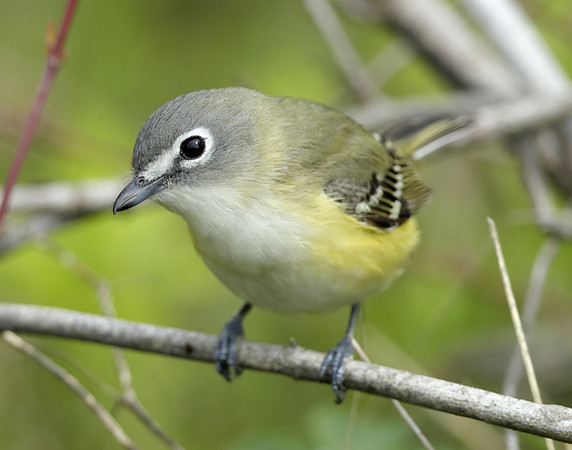 Blue-headed Vireo Vireo solitarius