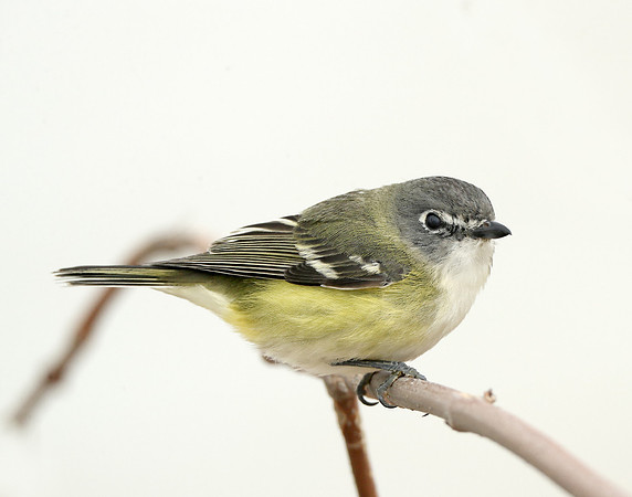 Blue-headed Vireo Vireo solitarius