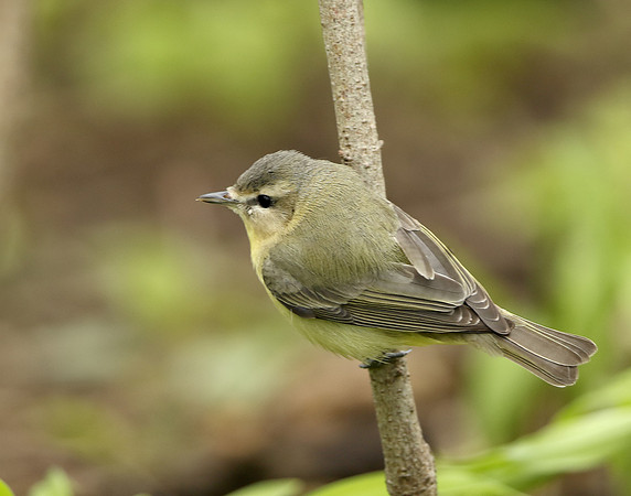 Philadelphia Vireo Vireo philadelphicus