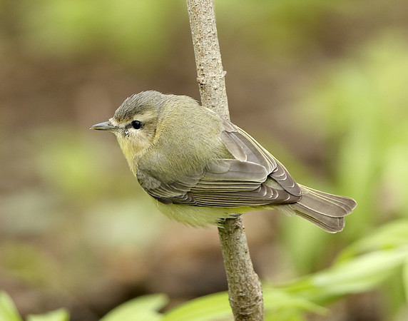 Philadelphia Vireo Vireo philadelphicus