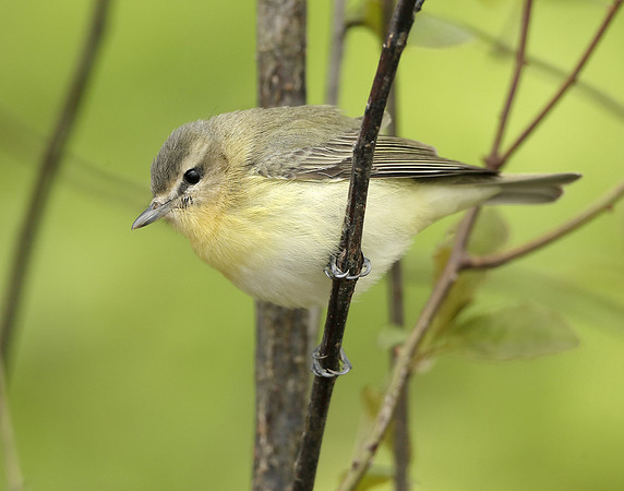 Philadelphia Vireo Vireo philadelphicus
