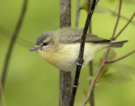 Philadelphia Vireo Vireo philadelphicus
